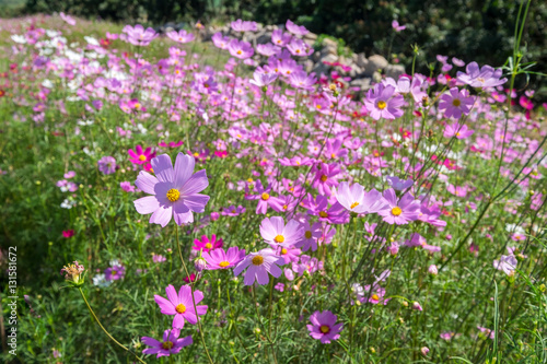 cosmos flower in sunshine, Rayong, Thailand