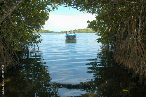 The mangroves of Bentota in Sri Lanka
