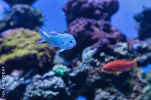 Blue Green chomis fish, Chromis viridis, has a pale green color and is found on the reef photo