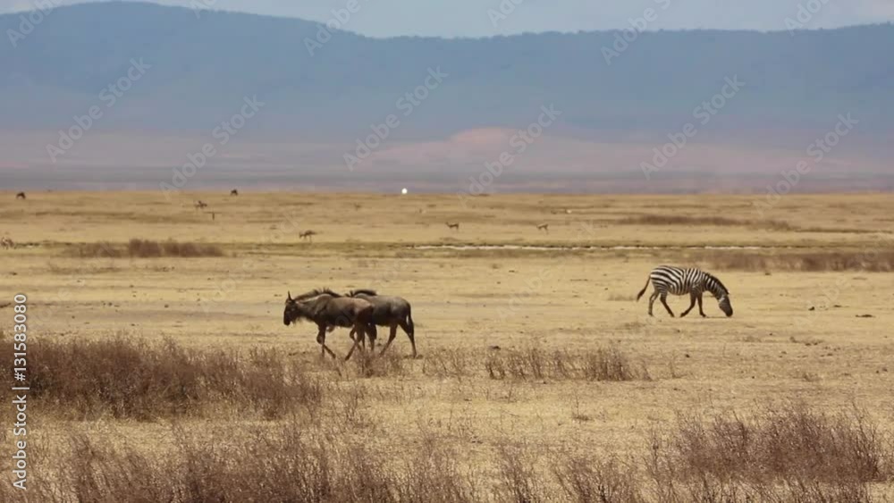 Troupeau de gnou dans le cratère du Ngorongoro et la plaine du Serengeti Troupeau de gnou dans le cratère du Ngorongoro et la plaine du Serengeti
