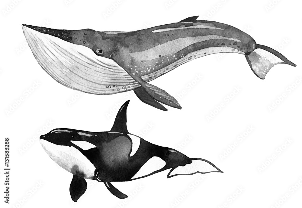 watercolor whale, killer whale watercolor whale, killer whale