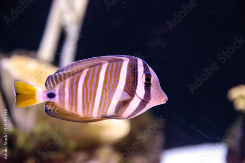 Desjardini Sailfin tang Zebrasoma desjardini in a coral reef. photo