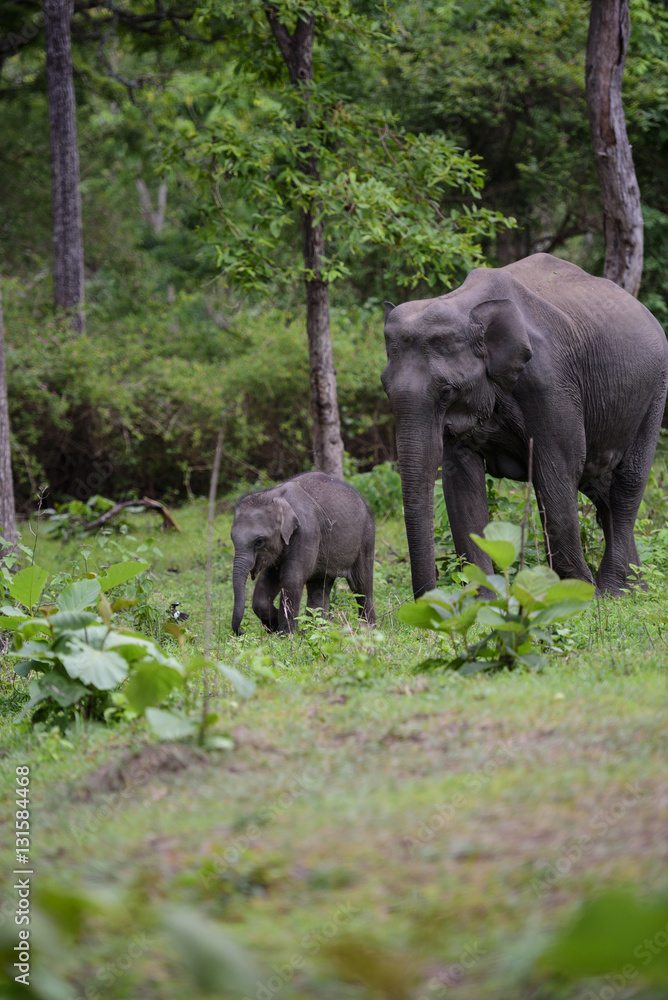 Elephant walking with baby elephant in the forest of south india