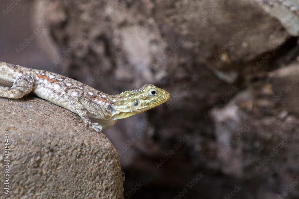 Naklejka premium Agame auf Felsen