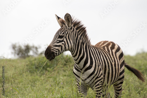 Zebra einzeln © Lightning-World