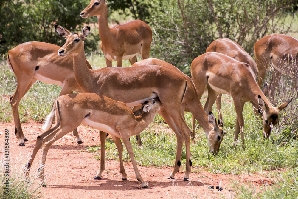 Fototapeta premium Impala mit Kind säugend