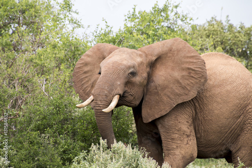 Junger Elefant 