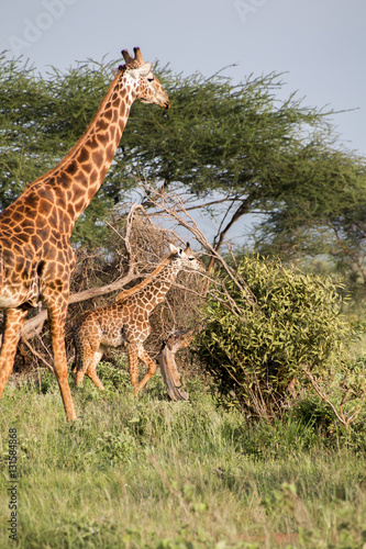 Giraffe Mutter mit Kind