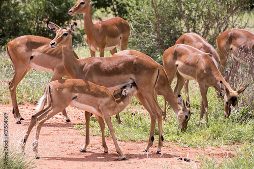 Impala mit Kind säugend © Lightning-World