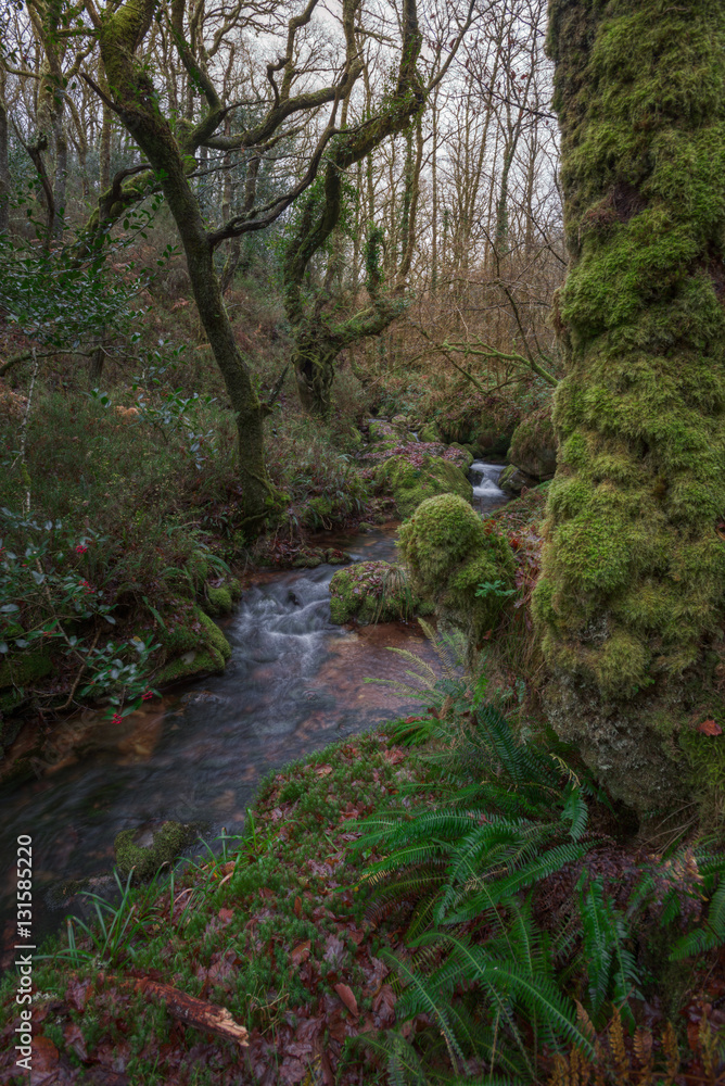 Stream in a moist Atlantic forest Stream in a moist Atlantic forest