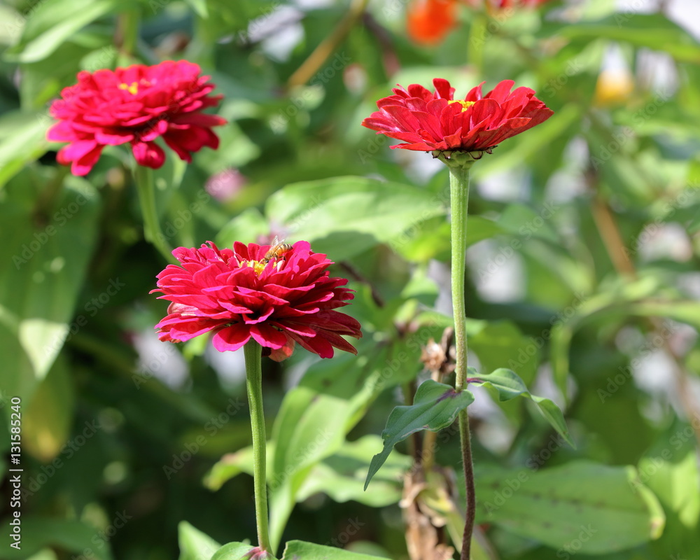 zinnia zinnia