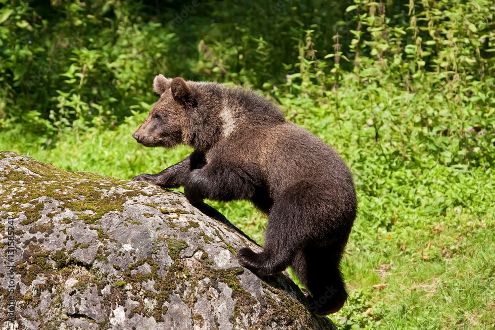 Fototapeta premium brown bear, ursus arctos