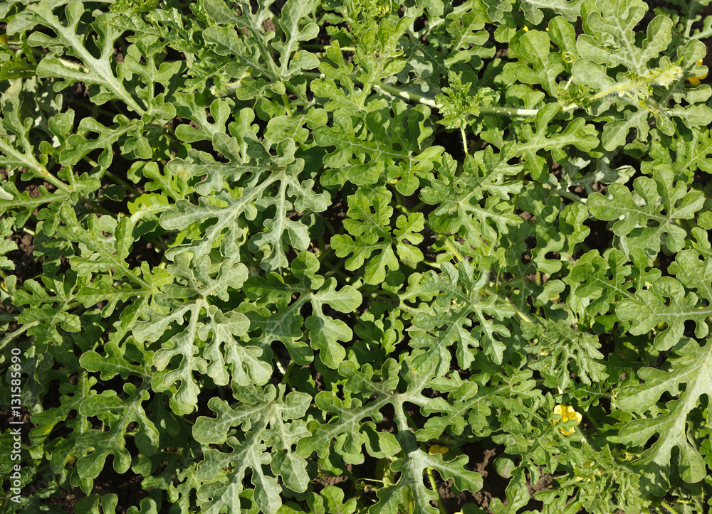 Background of watermelon vines