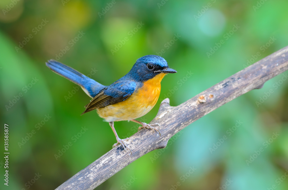 Hill Blue Flycatcher(Cyornis banyumas), beautiful bird on branch.