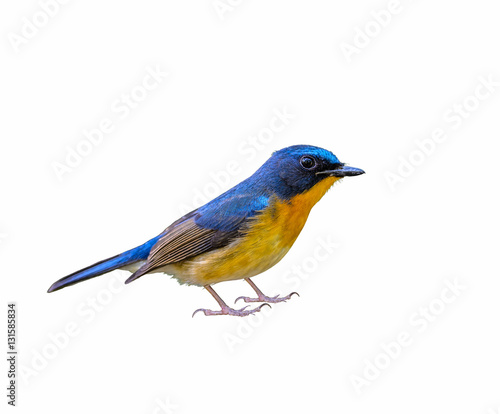Hill Blue Flycatcher(Cyornis banyumas), bird isolated with white background. © Narupon