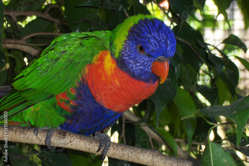 Green, Blue, and Orange Lorikeet