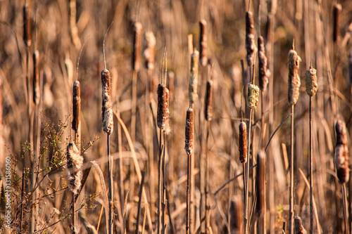 Cattails at a Marsh