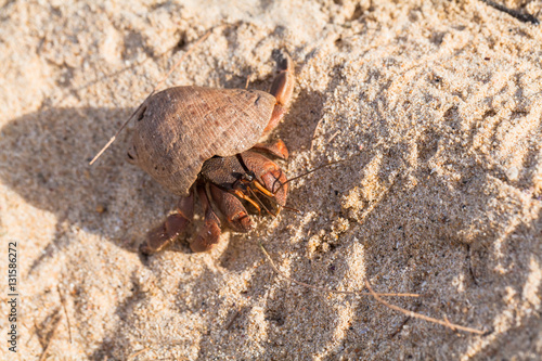 hermit crab on the beach a head popped out of the shell for walk
