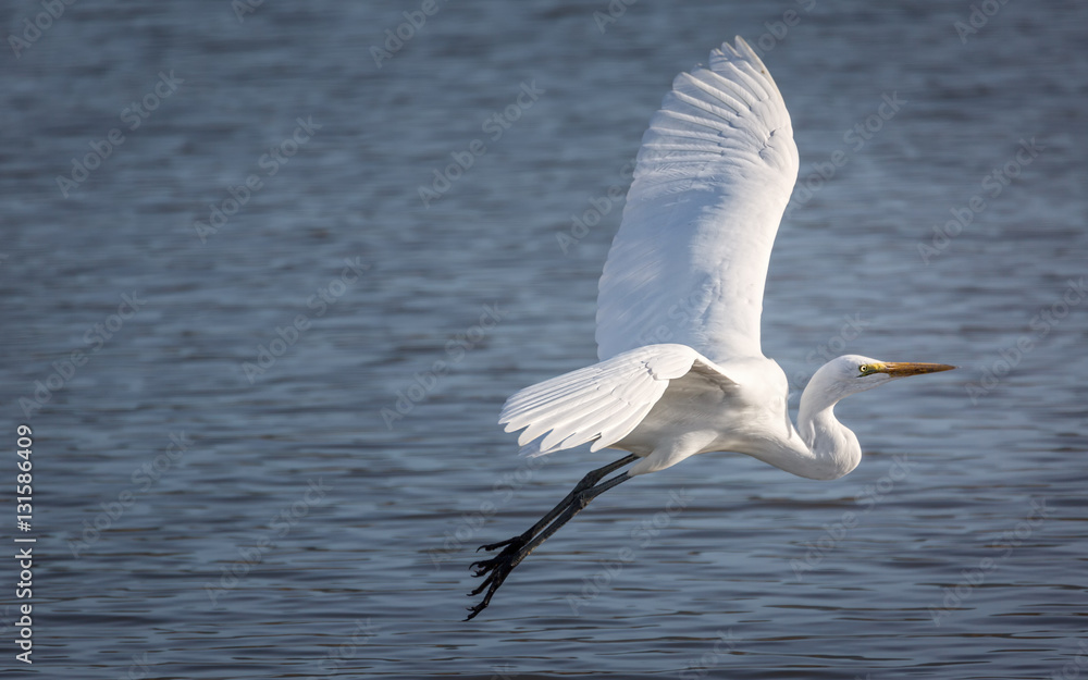 Snowy Egret Flying Over a Lake Snowy Egret Flying Over a Lake