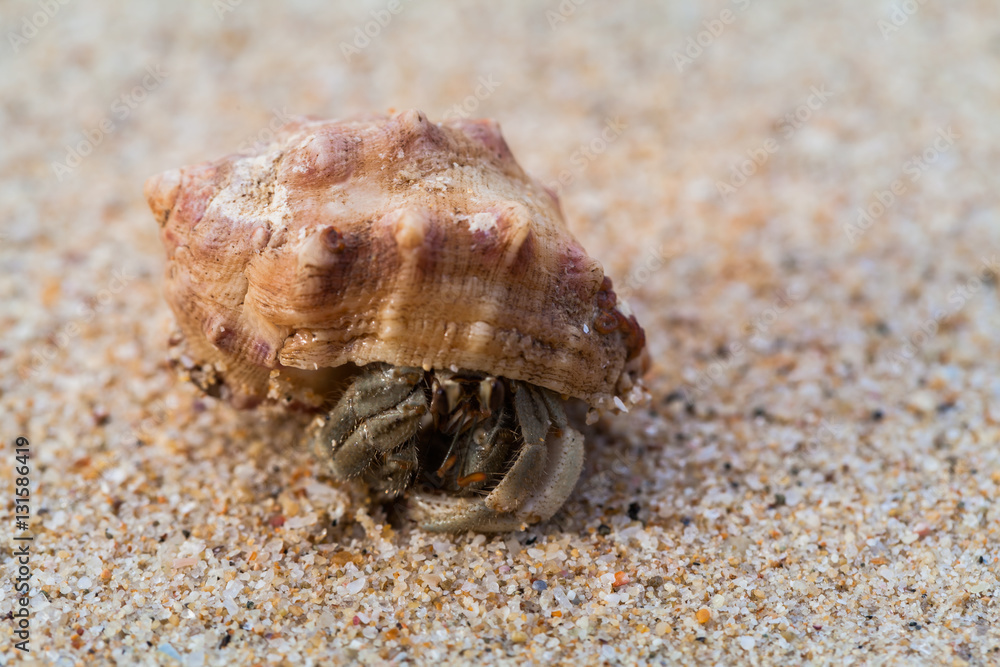 hermit crab on the beach a head popped out of the shell for walk