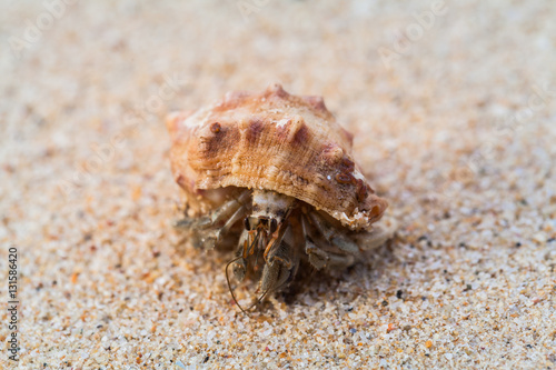 hermit crab on the beach a head popped out of the shell for walk