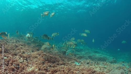 Sailfin and Blubberlip Snapper on a colorful coral reef. 4k footage photo