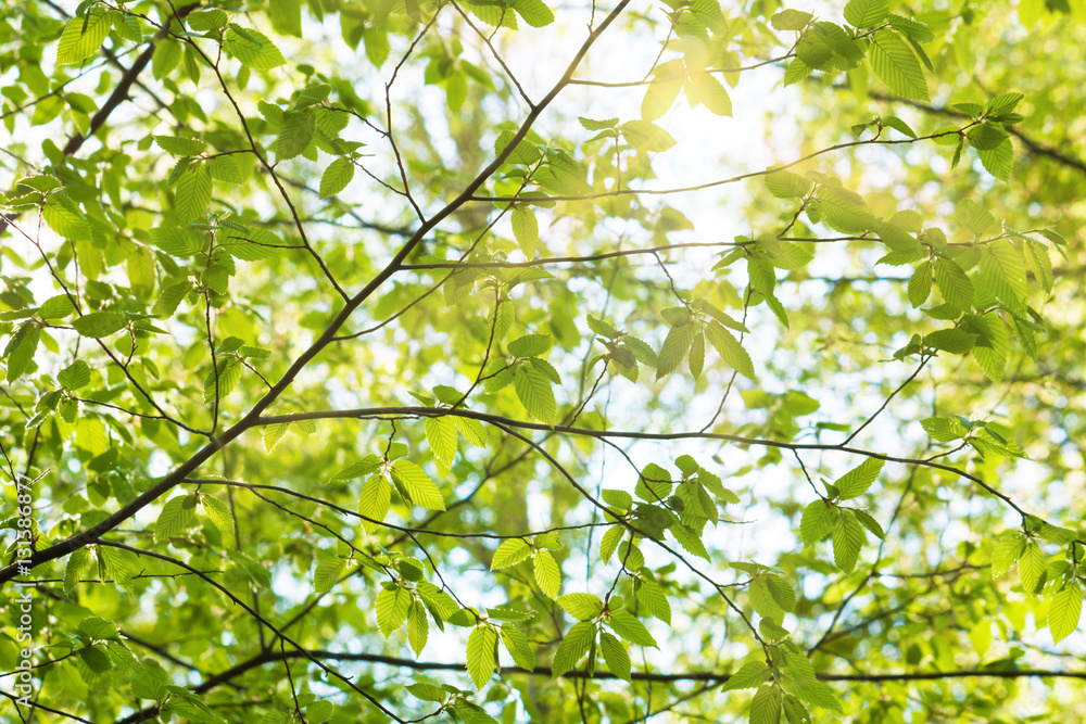 Summer Sunny Forest Trees 