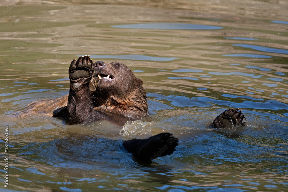 Fototapeta premium brown bear, ursus arctos