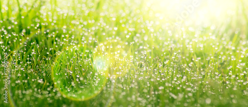 Photo Background of dew drops on bright green grass