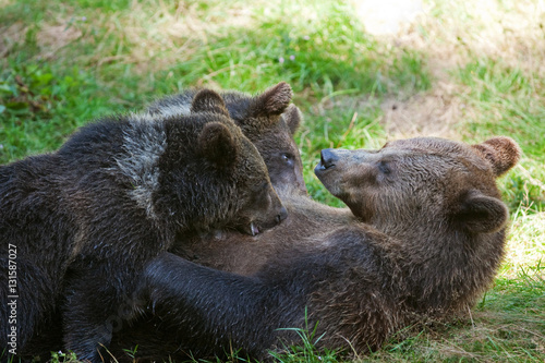 Wallpaper Mural brown bear, ursus arctos Torontodigital.ca