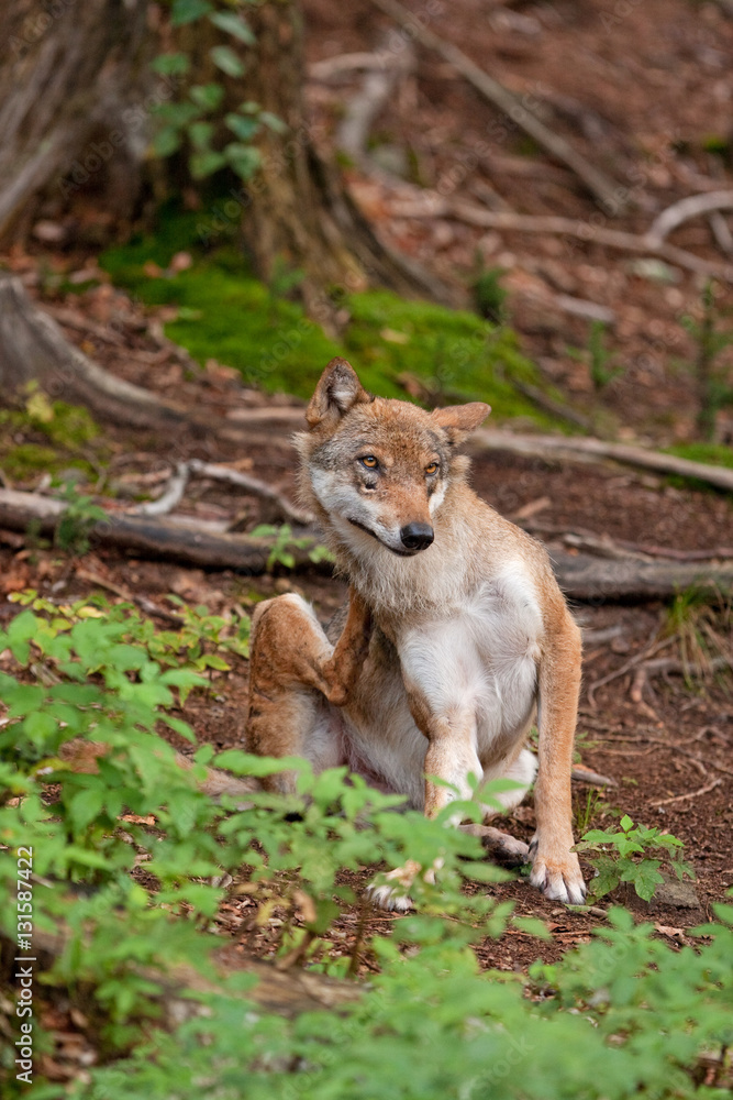 grey wolf, canis lupus grey wolf, canis lupus