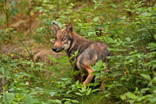 grey wolf  canis lupus