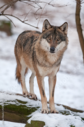 grey wolf  canis lupus