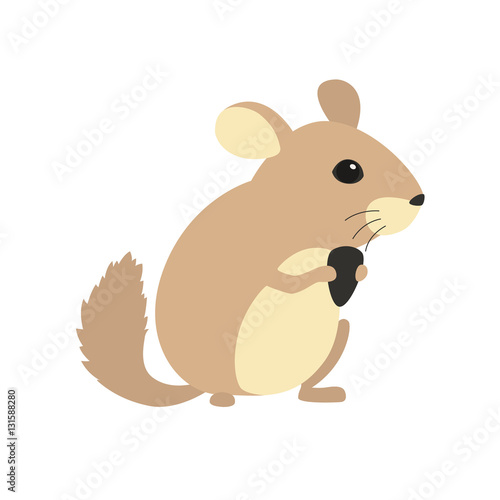 Cute chinchilla with sunflower seeds in his paws