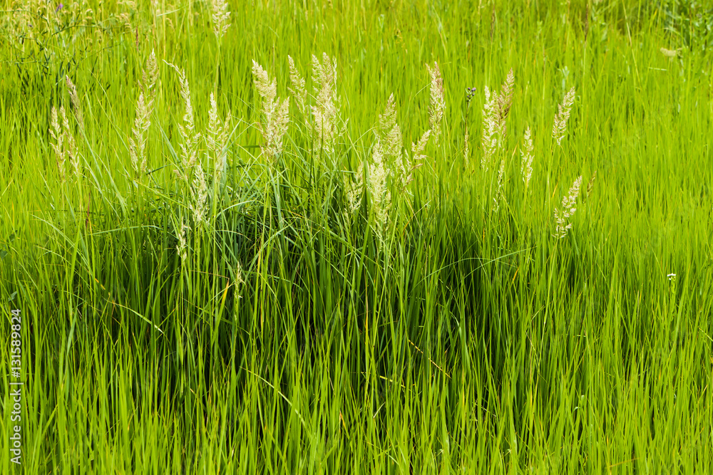 Thick high green grass, background. Thick high green grass, background.