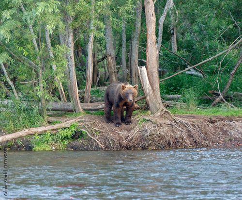 Kamchatka brown bear near the lake Dvukhyurtochnoe - Kamchatka, Russia photo