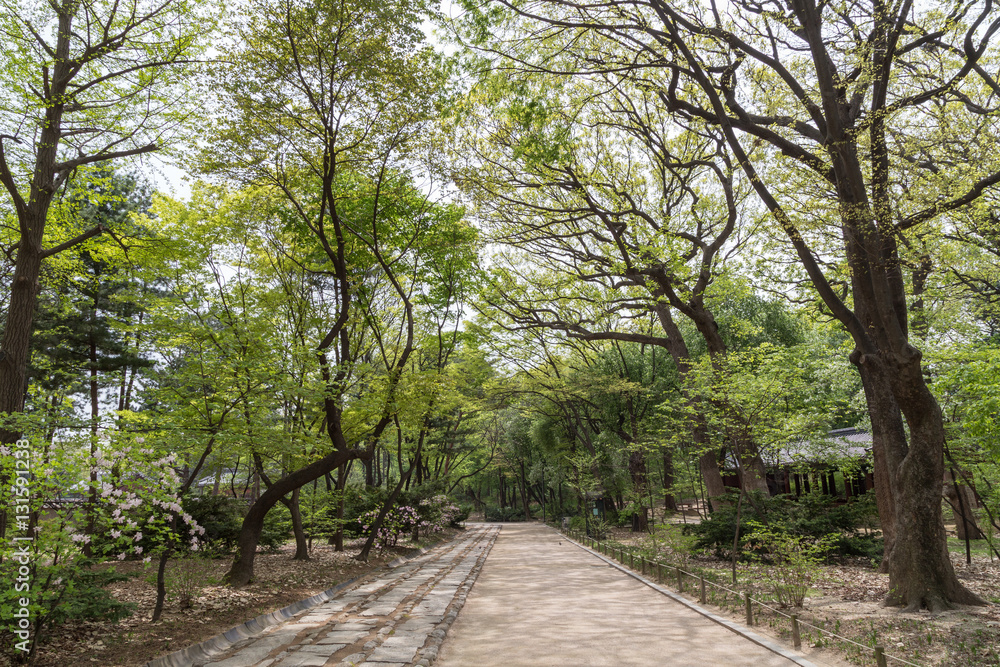 Lush and verdant trees and a footpath at the Jongmyo Shrine in Seoul, South Korea, on a sunny day.