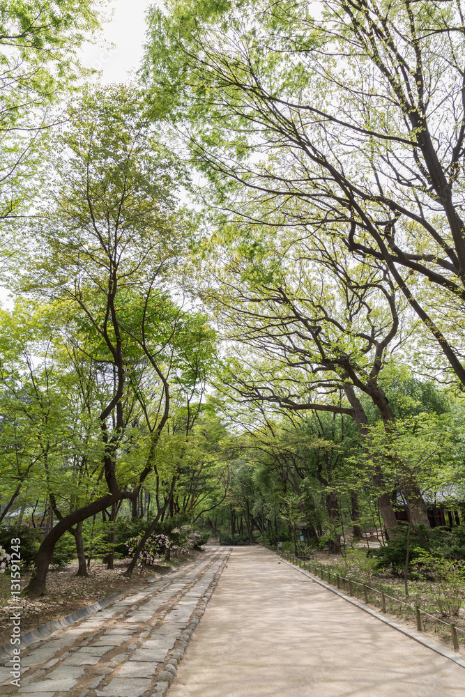 Lush and verdant trees and a footpath at the Jongmyo Shrine in Seoul, South Korea, on a sunny day.