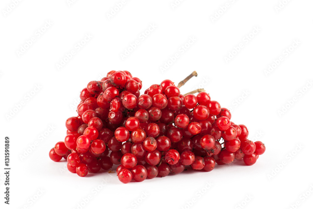 Ripe red viburnum isolated on white background. 
