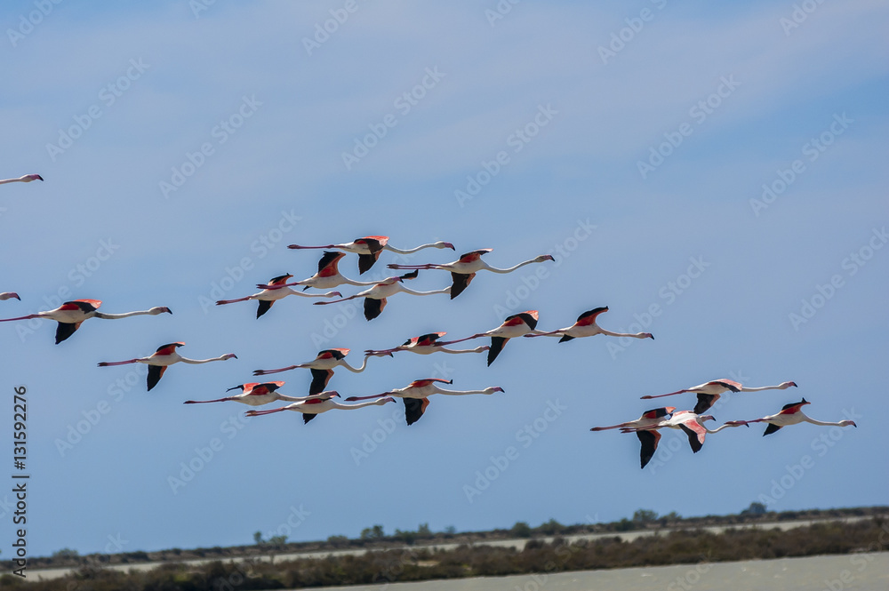 Fototapeta premium Flamants roses, Camargue Bouches du Rhone, Salin de Giraud France, PACA 13