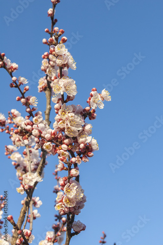Cerisier en Fleur,