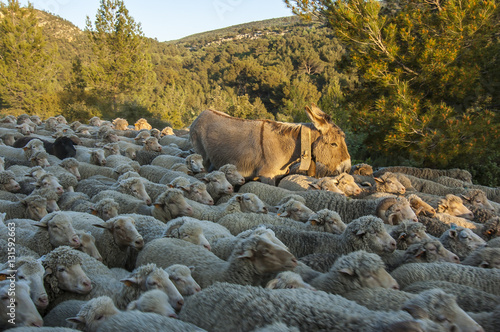 Moutons et Anne en Transhumance