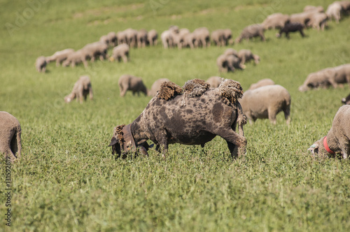 Mouton en Paturâge
