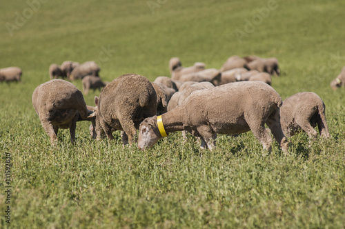 Mouton en Paturâge