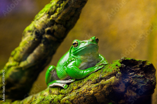 Gazing Australian frog. A very important person - Litoria caerulea. 