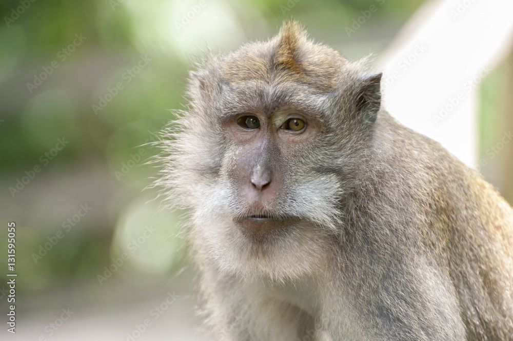 Balinese long-tailed monkey. The Ubud Monkey Forest is a nature reserve and Hindu temple complex in Ubud, Bali, Indonesia. There are about 600 monkeys living in this area. Also called macaque monkeys. Balinese long-tailed monkey. The Ubud Monkey Forest is a nature reserve and Hindu temple complex in Ubud, Bali, Indonesia. There are about 600 monkeys living in this area. Also called macaque monkeys.