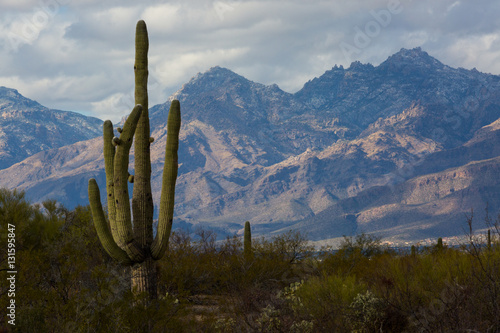A Tucson Landscape