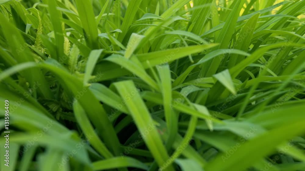 slow dolly in shot through green leaves acorus calamus slow dolly in shot through green leaves acorus calamus