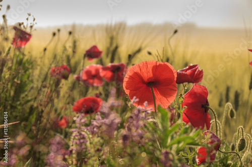 Fototapeta Naklejka Na Ścianę i Meble -  SPRINGTIME.Between Apulia and Basilicata. Backlit poppies in a field with cornfield unripe. Italy. Rural landscape with vernal wildflowers.	