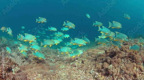 Wallpaper Mural Sailfin and Blubberlip Snapper on a colorful coral reef. 4k footage Torontodigital.ca